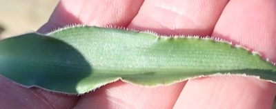 Chlorophytum crispum, photographed by Nicola van Berkel