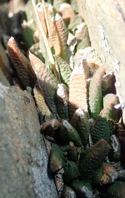 Haworthiopsis scabra, photographed by Nicola van Berkel