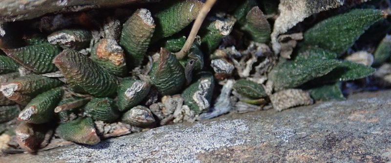 Haworthiopsis scabra, photographed by Nicola van Berkel