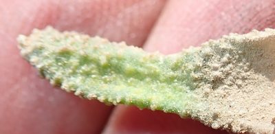 Haworthiopsis scabra, photographed by Nicola van Berkel