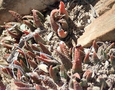 Haworthiopsis scabra, photographed by Nicola van Berkel