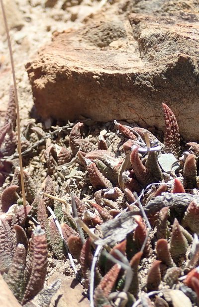 Haworthiopsis scabra, photographed by Nicola van Berkel
