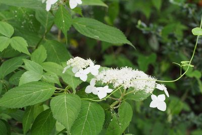 Hydrangea serrata, photographed by harum.koh
