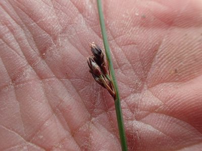 Juncus arcticus, photographed by Allan Harris