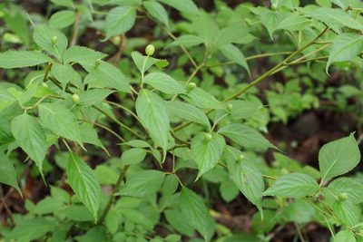 Helwingia japonica, photographed by harum.koh