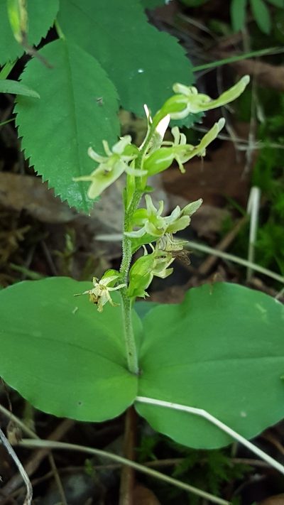 Neottia auriculata, photographed by Norma Malinowski