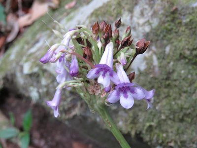 Tetranema roseum, photographed by Alexis López Hernández