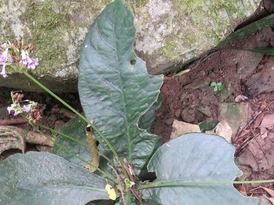 Tetranema roseum, photographed by Alexis López Hernández