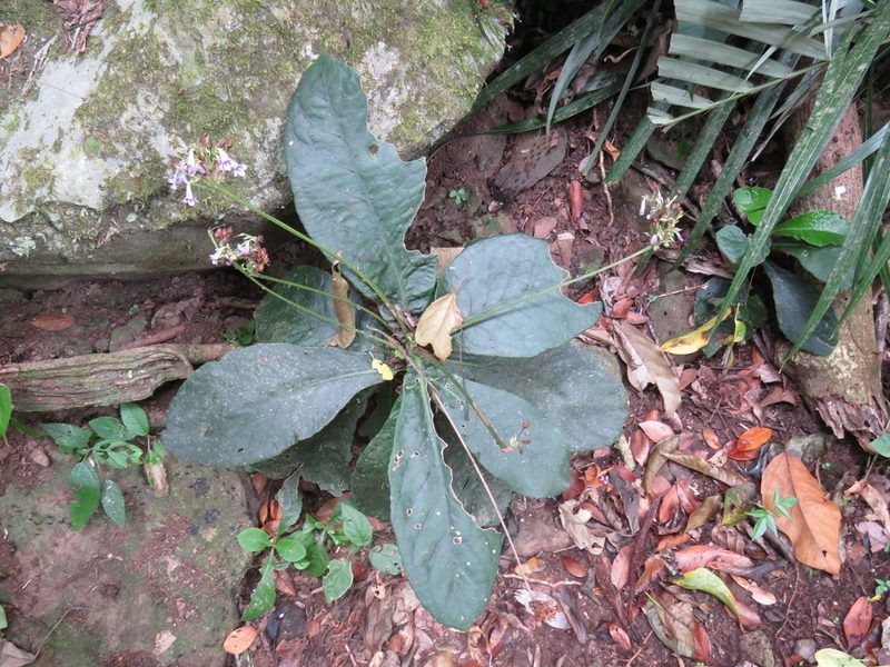 Tetranema roseum, photographed by Alexis López Hernández