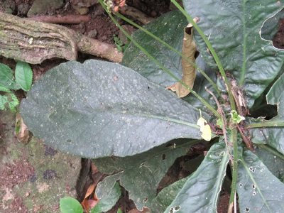 Tetranema roseum, photographed by Alexis López Hernández