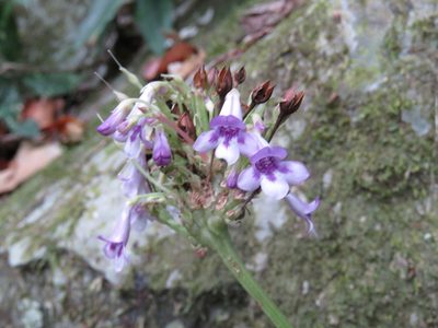 Tetranema roseum, photographed by Alexis López Hernández