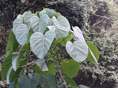 Omphalea oleifera, photographed by Alexis López Hernández