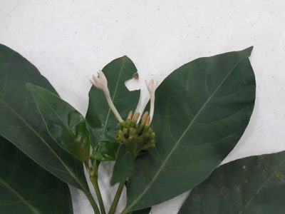 Palicourea faxlucens, photographed by Alexis López Hernández