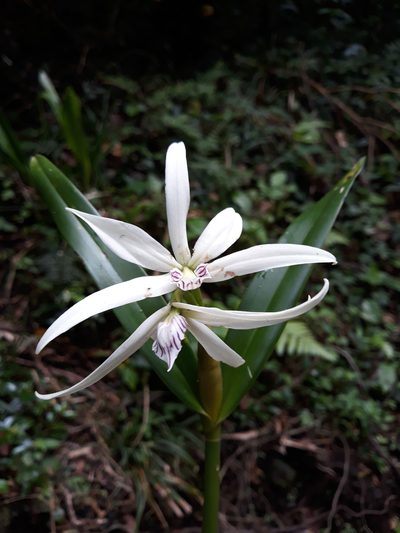 Prosthechea baculus, photographed by Alexis López Hernández