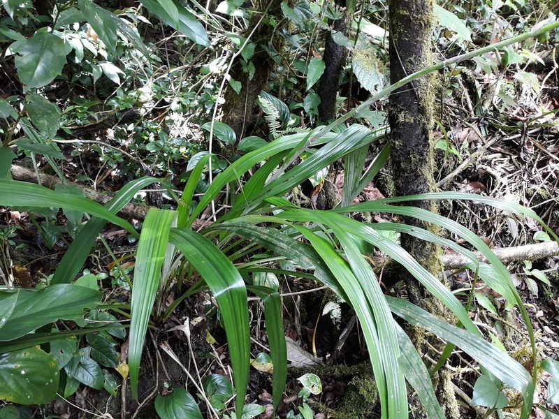 Pitcairnia recurvata, photographed by Alexis López Hernández