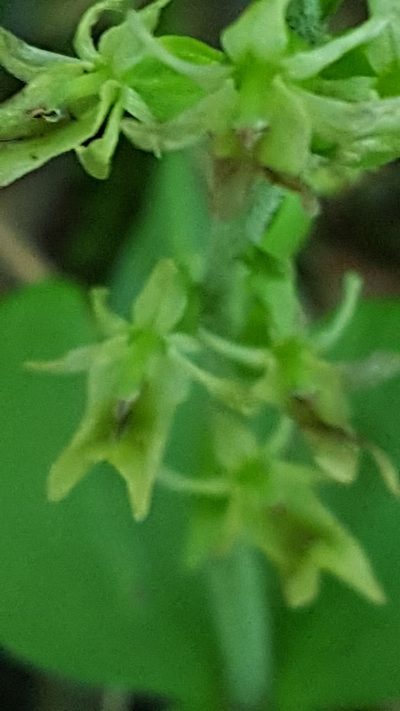 Neottia auriculata, photographed by Norma Malinowski