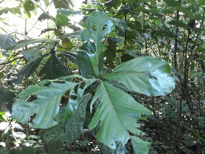 Ocotea botrantha, photographed by Alexis López Hernández
