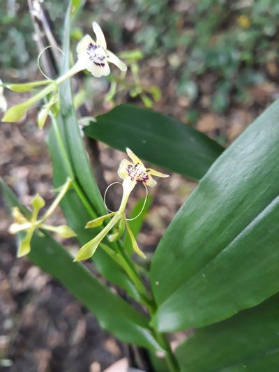 Epidendrum veroscriptum, photographed by Alexis López Hernández