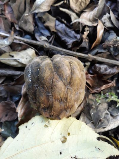 Magnolia lopezobradorii, photographed by Alexis López Hernández