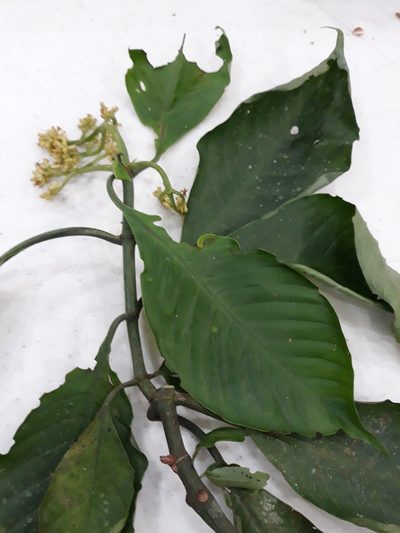 Notopleura macrophylla, photographed by Alexis López Hernández