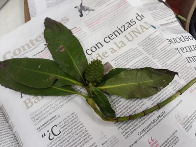 Hedyosmum mexicanum, photographed by Alexis López Hernández