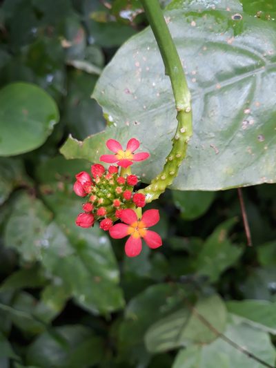Psiguria triphylla, photographed by Alexis López Hernández