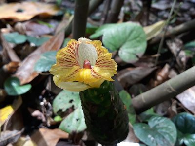Costus dirzoi, photographed by Alexis López Hernández