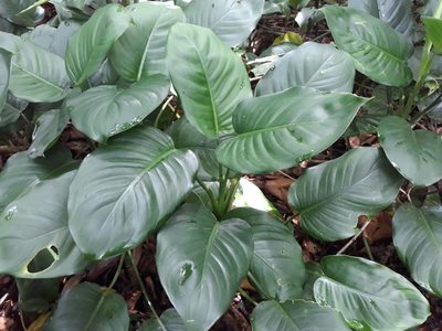 Dieffenbachia wendlandii, photographed by Alexis López Hernández