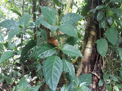 Streblacanthus parviflorus, photographed by Alexis López Hernández
