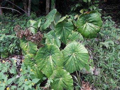 Begonia nelumbiifolia, photographed by Alexis López Hernández