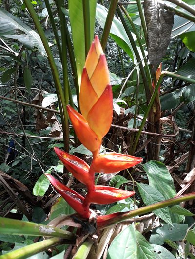 Heliconia uxpanapensis, photographed by Alexis López Hernández
