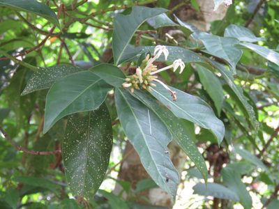 Palicourea faxlucens, photographed by Alexis López Hernández
