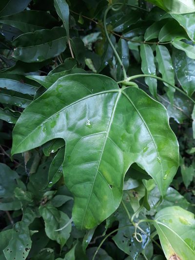 Psiguria triphylla, photographed by Alexis López Hernández