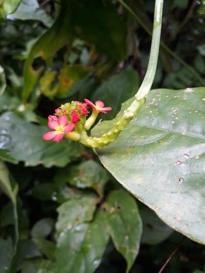 Psiguria triphylla, photographed by Alexis López Hernández