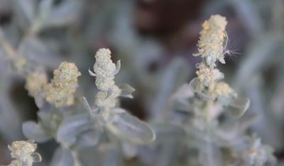 Atriplex glauca, photographed by Millie Basden