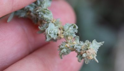 Atriplex glauca, photographed by Millie Basden
