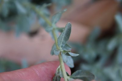 Atriplex glauca, photographed by Millie Basden