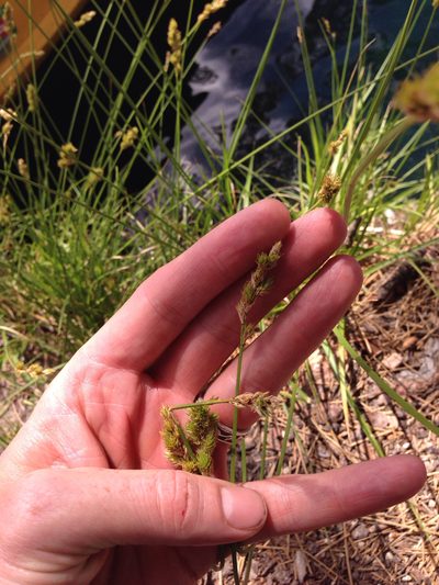 Carex fracta, photographed by naturalist charlie
