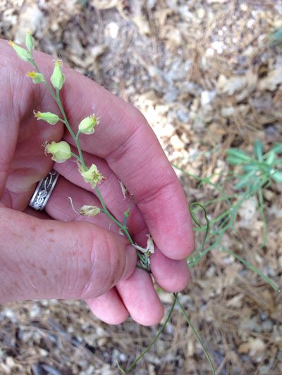 Streptanthus bernardinus, photographed by naturalist charlie