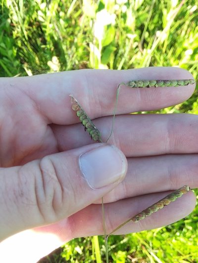 Paspalum praecox, photographed by Will McFarland