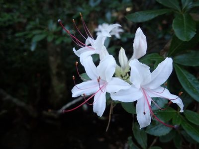 Rhododendron arborescens, photographed by Evan M. Raskin