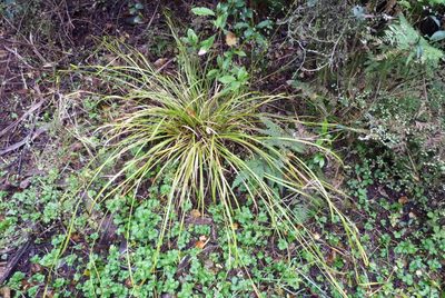 Carex solandri, photographed by Colin Meurk