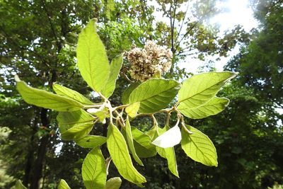 Eremosis leiocarpa, photographed by Neptalí Ramírez Marcial