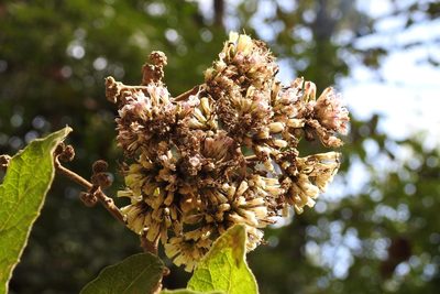 Eremosis leiocarpa, photographed by Neptalí Ramírez Marcial