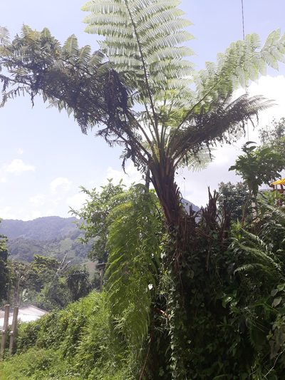 Cyathea costaricensis, photographed by Victor De la Cruz