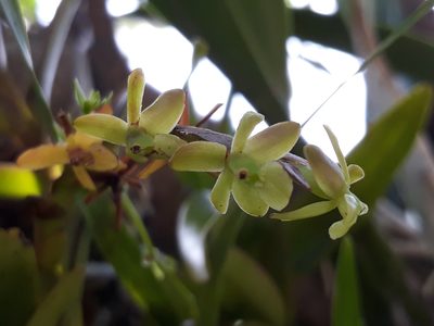 Epidendrum cardiophorum, photographed by Victor De la Cruz