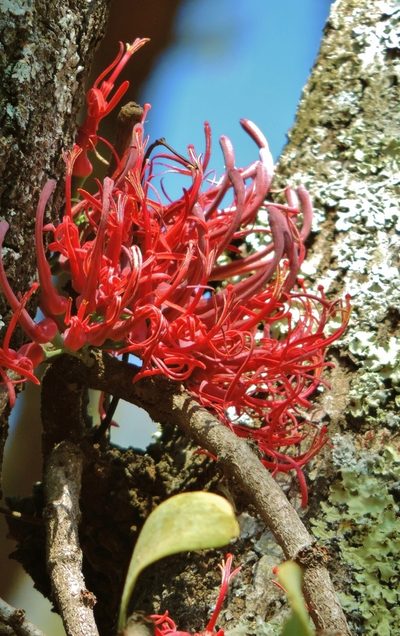 Plicosepalus kalachariensis, photographed by i_c_riddell