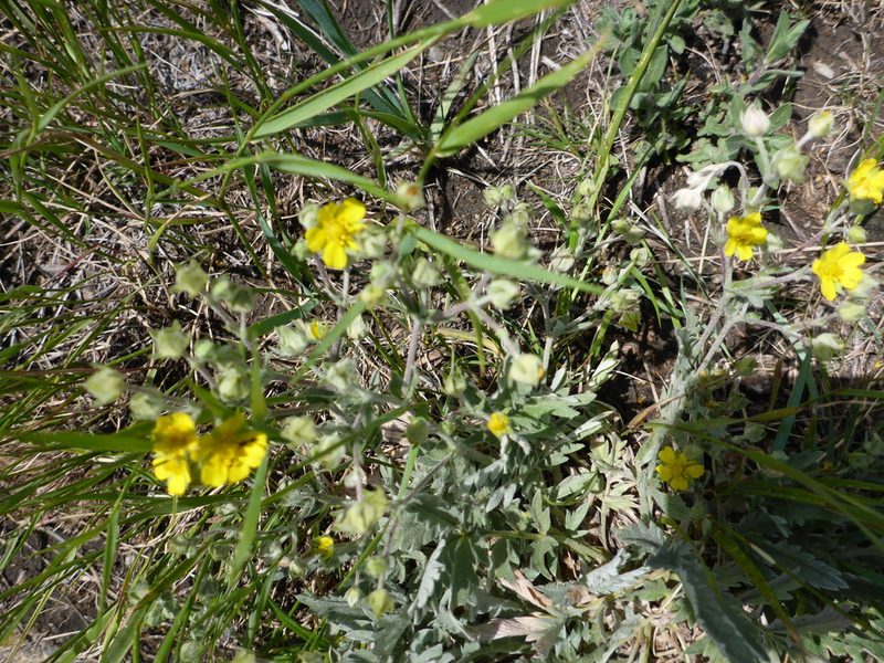 Potentilla effusa, photographed by mfeaver