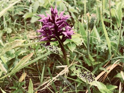 Dactylorhiza aristata, photographed by Jason Grant