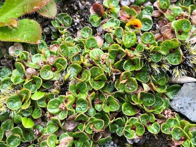 Salix rotundifolia, photographed by Jason Grant